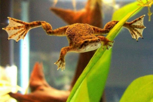 Gimentohirus, він карликовий кохін Gimentohirus, він карликовий кохін