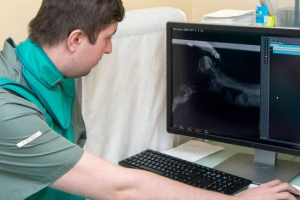 Гіперпаратиреоз у собак - причини захворювання Гіперпаратиреоз у собак - причини захворювання