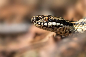 Гюрза Гюрза