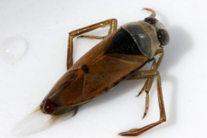 Гладшкий звичайний - все про життя claop Гладшкий звичайний - все про життя claop