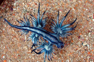 Главк - гола молюска Главк - гола молюска