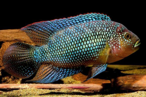 Завищена кішлазома - незвичайна риба для акваріума Завищена кішлазома - незвичайна риба для акваріума