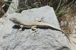 Сірий пишний - азіатський рептилій Сірий пишний - азіатський рептилій