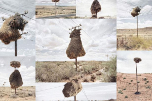 Гнізда на стовпах: висотні готелі африканських об'єктів Гнізда на стовпах: висотні готелі африканських об'єктів