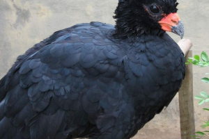 Гоко - курячі деревини Гоко - курячі деревини