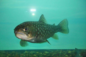 Таранза половина: опис, стиль життя, фото Таранза половина: опис, стиль життя, фото