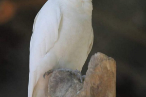 Bow-oule cockada - прізвисько папуга Bow-oule cockada - прізвисько папуга