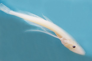 Голоманка Голоманка