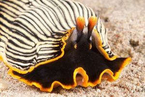 Заклик: секрети життя морських мешканців Заклик: секрети життя морських мешканців