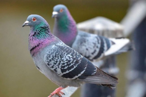 Голуби Голуби