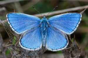 Goyland argali Goyland argali