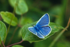 Голубанка - метелик з незвичайним забарвленням Голубанка - метелик з незвичайним забарвленням
