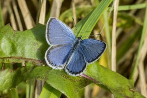 Гоянка орої Гоянка орої
