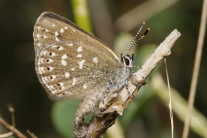 Гоянка роман Гоянка роман