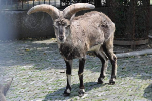 Блакитна оперативна оперативна, фото та відео тварин Блакитна оперативна оперативна, фото та відео тварин
