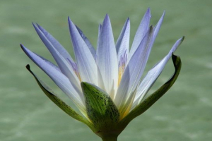 Синій лотос Синій лотос