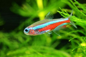 Синій неоновий Синій неоновий