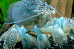 Блакитний рак - художня куба Блакитний рак - художня куба