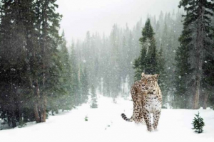 Гомотермічні тварини: приклади, особливості, плюси та недоліки ендотермії Гомотермічні тварини: приклади, особливості, плюси та недоліки ендотермії