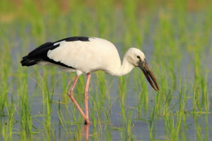 Галона - розбиття лелека Галона - розбиття лелека