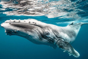 Горбатих китів захищають інших тварин Горбатих китів захищають інших тварин