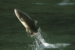 Рожевий лосось Рожевий лосось