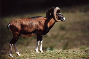 Гірські барани. Фото гірських барів Гірські барани. Фото гірських барів