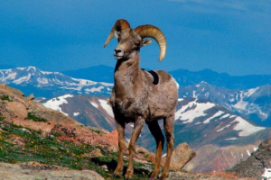 Гірські вівці Гірські вівці