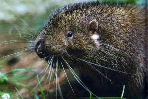 Гірський бобер або аплодонтизм - не бобер взагалі, але гризун Гірський бобер або аплодонтизм - не бобер взагалі, але гризун