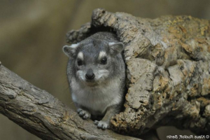 Mountain daman, або danam bruce: опис, фото Mountain daman, або danam bruce: опис, фото