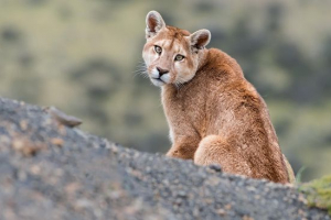 Гірський лев Гірський лев
