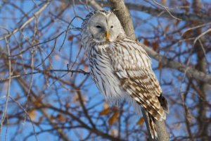 Довгохвостий neasat Довгохвостий neasat