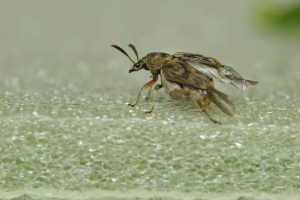 Гроховище - майстер для винищення гороху Гроховище - майстер для винищення гороху