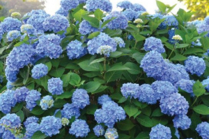 Гортензія гортензія Гортензія гортензія