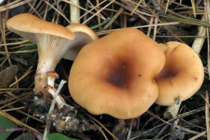 Говірка буро-жовтий Говірка буро-жовтий