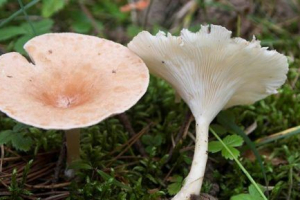 Говорушка воронехатте Говорушка воронехатте