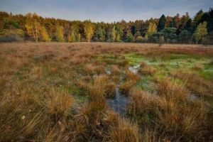 Екосистема та кордони екотону Екосистема та кордони екотону