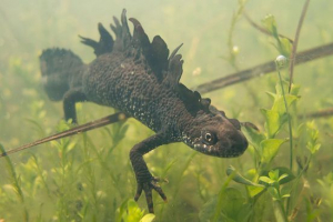 Великий тритон Великий тритон