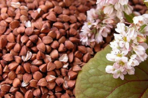 Гречка Гречка