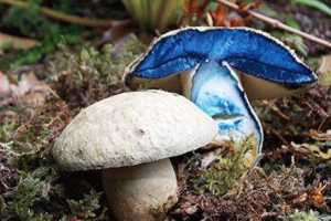 Гриб синяк Гриб синяк