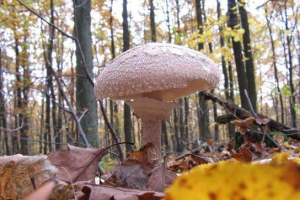 Грибний парасолька дівчина Грибний парасолька дівчина