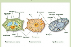 Грибна клітка Грибна клітка