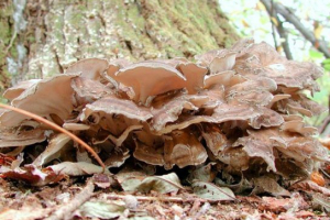 Griffing curly (гриб баран, maitaka) Griffing curly (гриб баран, maitaka)