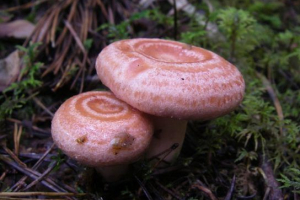 Гриби volzhenushki Гриби volzhenushki