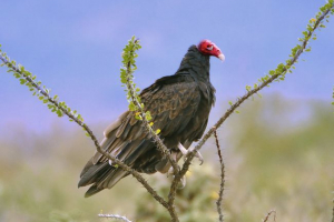 Vulture - туреччина Vulture - туреччина