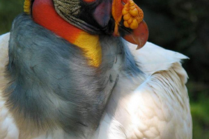 Земля. Фото, опис птиці Земля. Фото, опис птиці