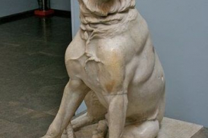 Група собак molobs - швидкий опис. Молоса та діти Група собак molobs - швидкий опис. Молоса та діти