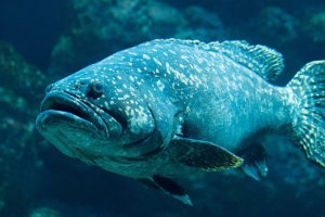 Жадібність Жадібність