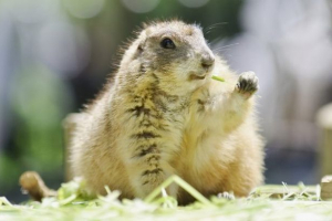 Гризуни Гризуни