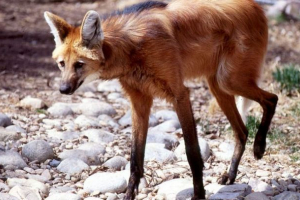 Гуара: вовк гризу? Гуара: вовк гризу?